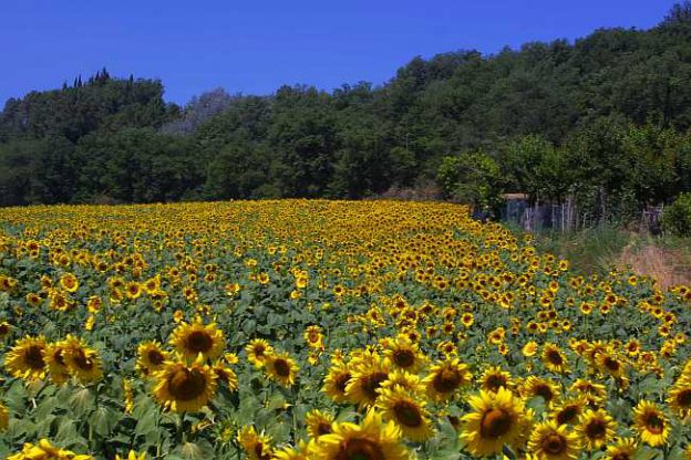 Sunflower fields in Italy