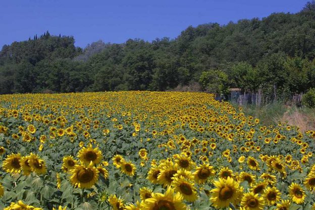 Field of sunflowers, Tuscany