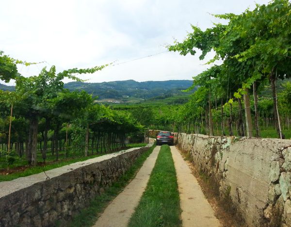Wine tasting Italy Valpolicella, driving in the vineyard