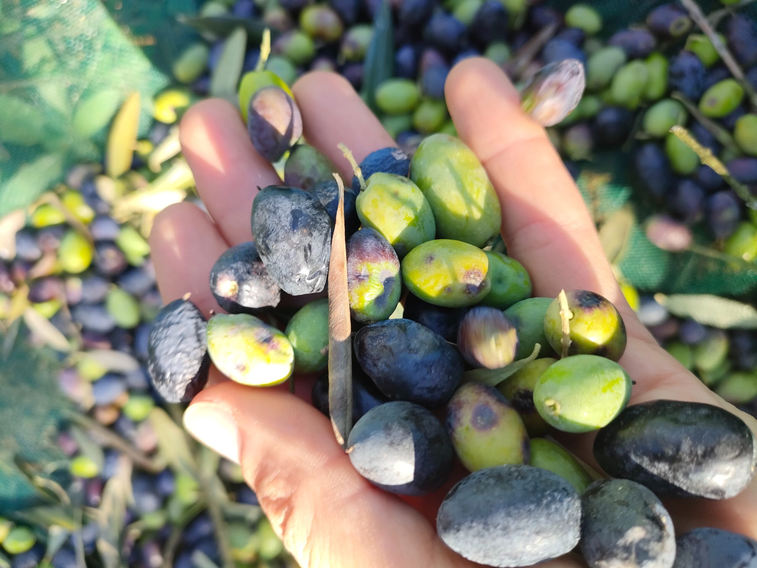 The Best Fall Foods In Italy Italy Beyond The Obvious