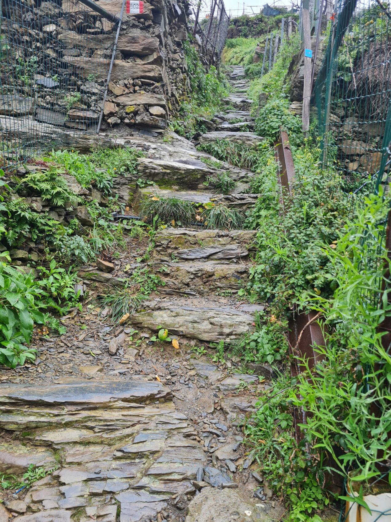 trails on the cinque terre