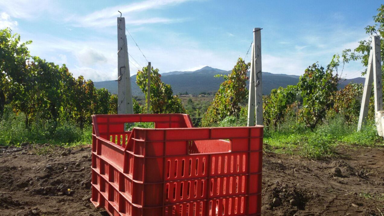 harvest crate